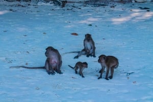 Phuket: 10:00 tur till Phi Phi & Bamboo Island med speedboat