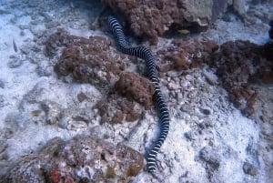 Phuket: 2 Coral Reef Dives with Lunch at The G Beach Club