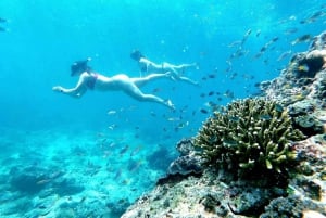 Phuket: itinerario de 2 días Excursión de un día a las islas Similan y Phi Phi