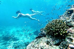 푸켓: 2일 일정 시밀란 & 피피섬 일일 투어