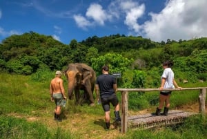 Phuket: Elephant Sanctuary Guided Tour with Hotel Transfers
