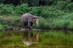 Phuket: Elephant Sanctuary Guided Tour with Hotel Transfers