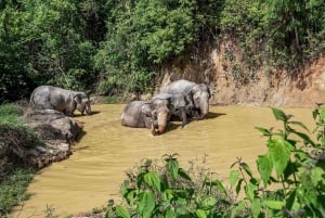 Phuket: Elefanttien suojelualue Opastettu kierros ja hotellin kuljetukset.