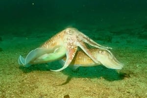 プーケット3ダイブ ピピ島/シャークポイント スクーバダイビング デイトリップ