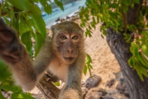 Phuket: 4 öar Krabi äventyr & snorkling dagstur