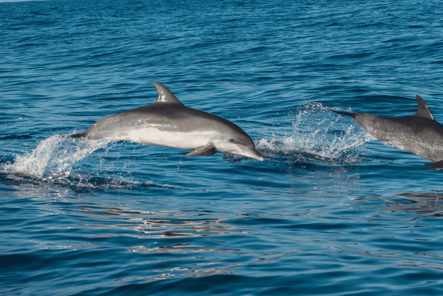 Phuket: 5 wysp – luksusowy katamaran o zachodzie słońca