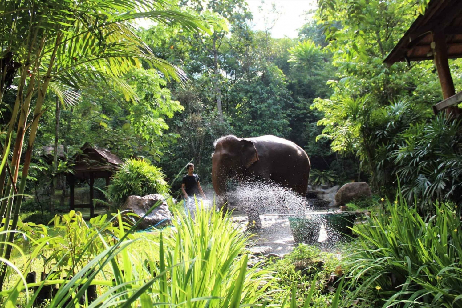Phuket and Khao Lak: Ethical Elephant Park Tour