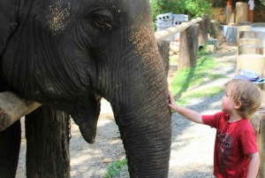 Phuket and Khao Lak: Ethical Elephant Park Tour