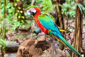 فوكيت: مغامرة مركبة طرق وعرة وحديقة الطيور في فوريست فيو بيغ بوذا