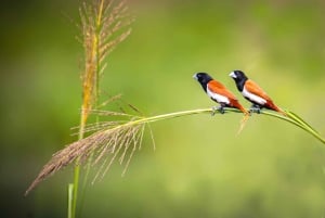 فوكيت: مغامرة مركبة طرق وعرة وحديقة الطيور في فوريست فيو بيغ بوذا