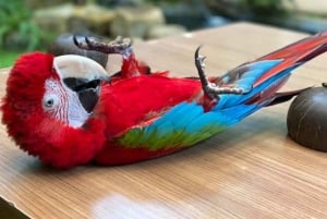 فوكيت: مغامرة مركبة طرق وعرة وحديقة الطيور في فوريست فيو بيغ بوذا