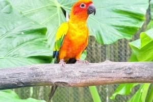 فوكيت: مغامرة مركبة طرق وعرة وحديقة الطيور في فوريست فيو بيغ بوذا