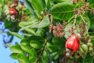 فوكيت: مغامرة مركبة طرق وعرة وحديقة الطيور في فوريست فيو بيغ بوذا