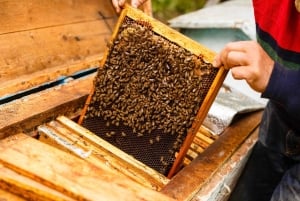 فوكيت: مغامرة مركبة طرق وعرة وحديقة الطيور في فوريست فيو بيغ بوذا