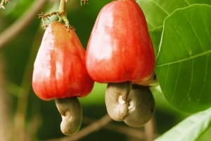 فوكيت: مغامرة مركبة طرق وعرة وحديقة الطيور في فوريست فيو بيغ بوذا