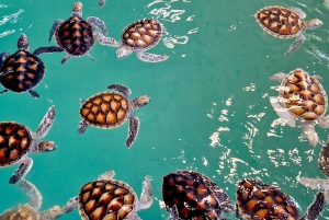 푸켓: 대나무 뗏목, ATV 및 바다거북 프라이빗 투어 카오락