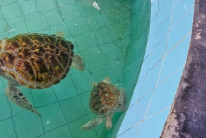 푸켓: 대나무 뗏목, ATV 및 바다거북 프라이빗 투어 카오락