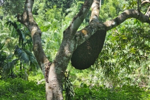 푸켓: 대나무 뗏목, ATV 및 바다거북 프라이빗 투어 카오락