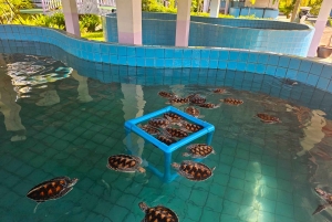 푸켓: 대나무 뗏목, ATV 및 바다거북 프라이빗 투어 카오락