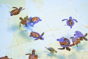 푸켓 대나무 래프팅과 바다 거북 보호 당일 여행