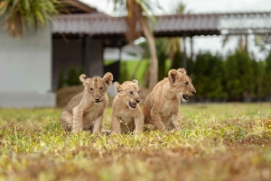 Phuket Big Buddha byrundvisning + Lion Land med turguide