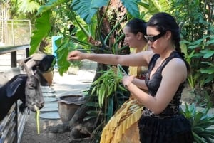 Phuket: Ticket de entrada al Parque de las Aves