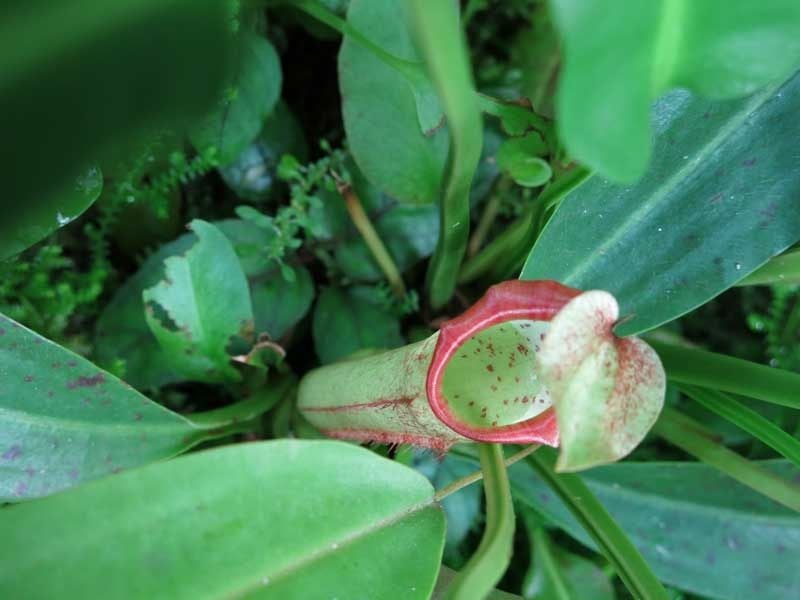 Phuket Botanic Garden