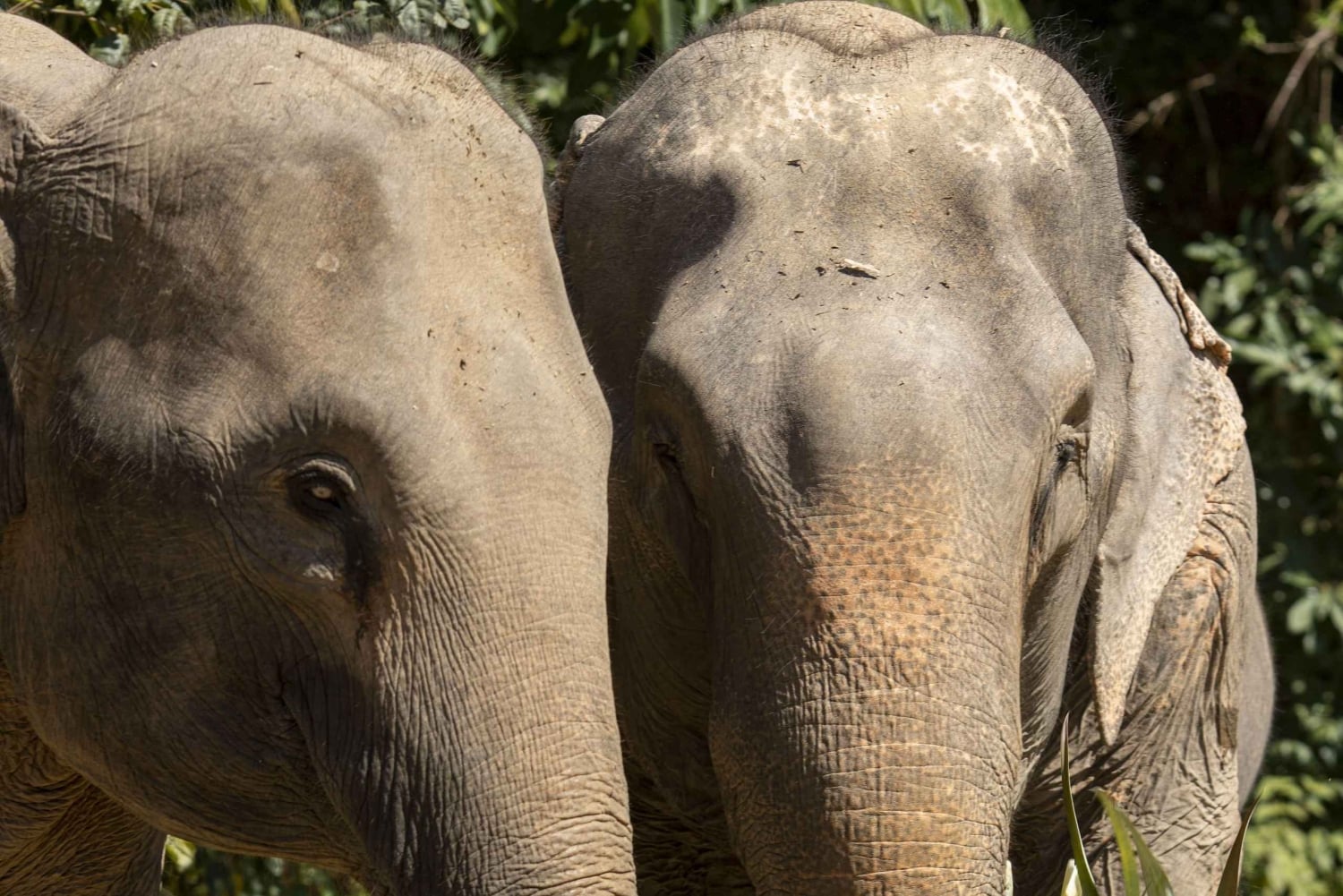Phuket: Bukit Elephant Park Sanctuary Tour with Lunch