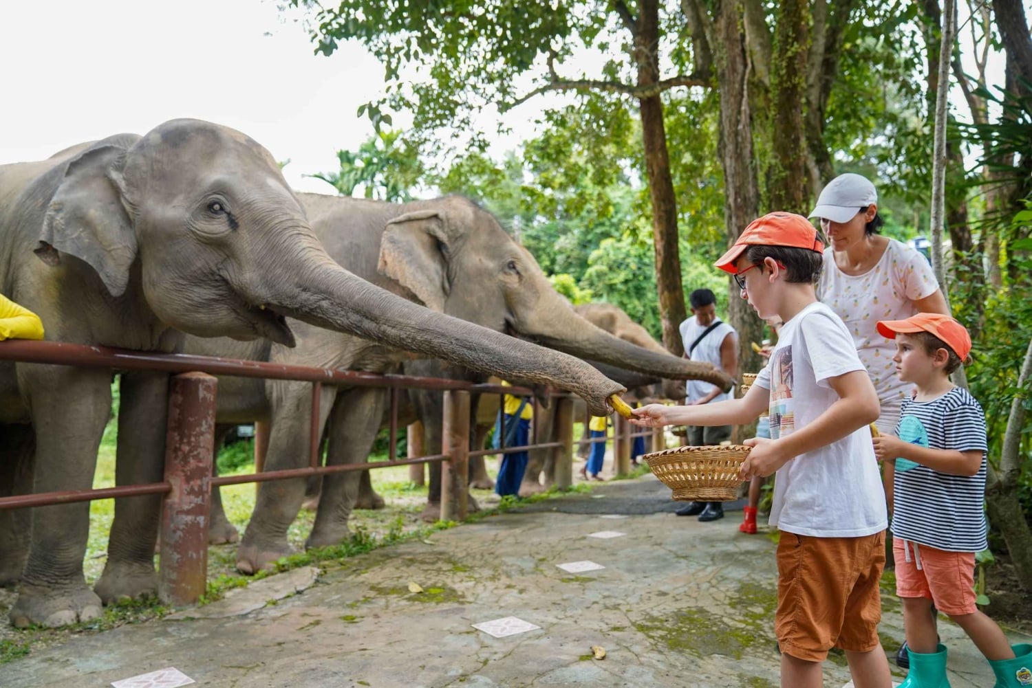 Phuket: Bukit Elephant Park Sanctuary Tour with Lunch