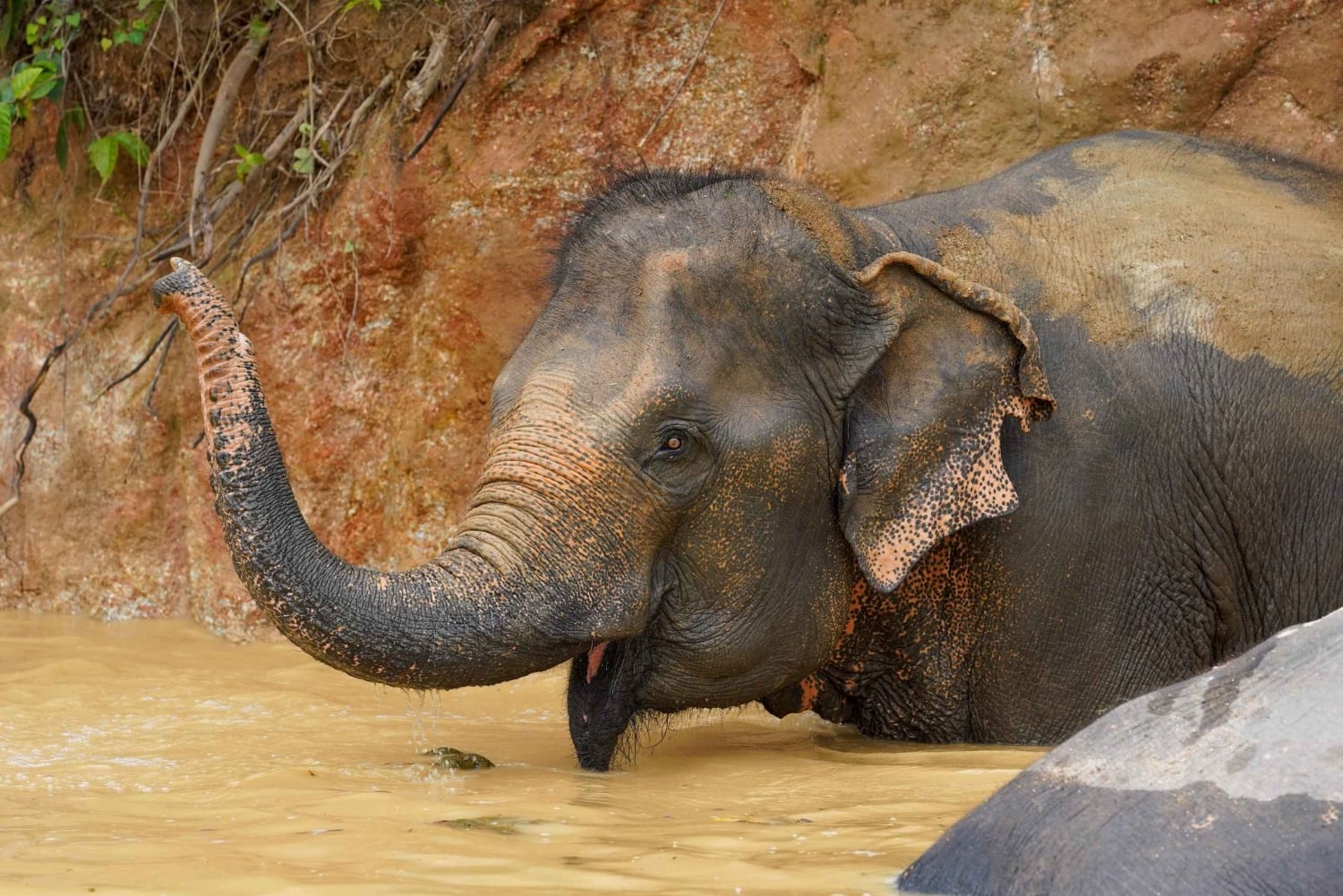 Phuket: Bukit Elephant Park Sanctuary Tour with Lunch