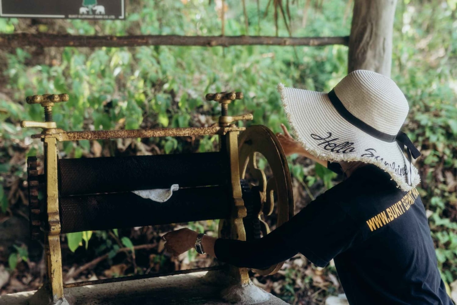 Phuket: Bukit Elephant Park Sanctuary Tour with Lunch