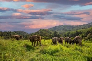 Phuket: Bukit Elephant Park Sanctuary Walk and Feed Tour