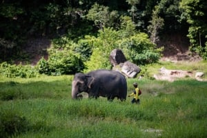 Phuket: Bukit Elephant Park Sanctuary Walk and Feed Tour