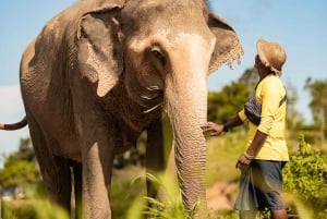 Phuket: Bukit Elephant Park Sanctuary Walk and Feed Tour