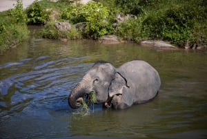 Phuket: Bukit Elephant Park Sanctuary Walk and Feed Tour