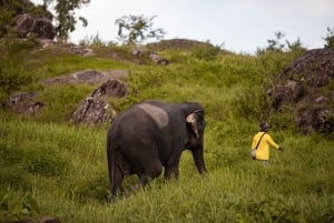 Phuket: Bukit Elephant Park Sanctuary Walk and Feed Tour