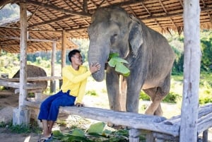 Phuket: Bukit Elephant Park Sanctuary Walk and Feed Tour