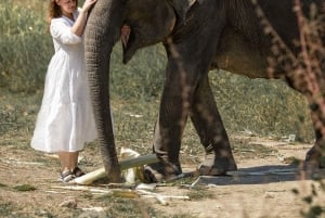 Phuket: Bukit Elephant Park Sanctuary Walk and Feed Tour