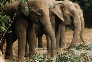 Phuket: Bukit Elephant Park Sanctuary Walk and Feed Tour