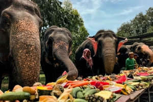 Visite nocturne de la ville de Phuket avec visite du marché nocturne et nourrissage des éléphants