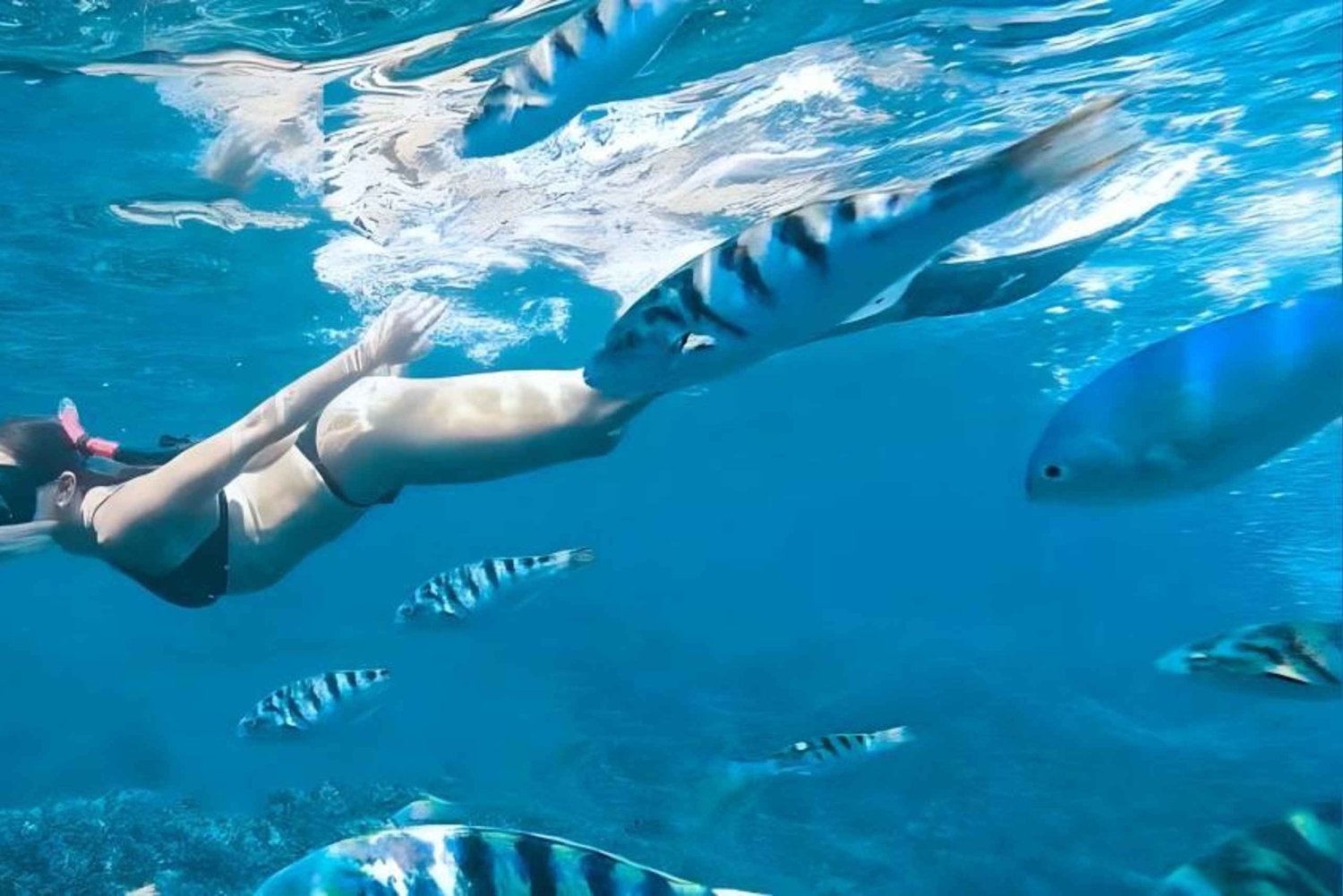Phuket: Coral and racha Islands Snorkeling Trip with Lunch