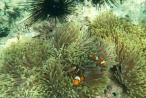 Phuket: Isola dei Coralli in catamarano con cena al tramonto