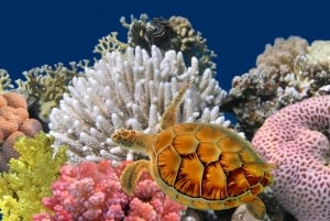 Phuket: Coral Island Longtail Boat Cruise with Snorkeling