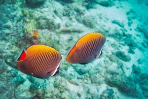 Phuket: Wycieczka snorkelingowa na wyspy Koralowe, Racha i Maiton