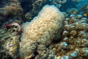 Phuket: buceo en un arrecife de coral en una playa inmaculada