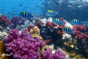 Phuket: Entdecken Sie das Tauchen auf der Insel Racha Yai