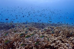 Phuket: Scopri le immersioni subacquee all'isola di Racha Yai