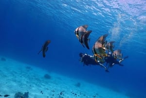 Phuket: Scopri le immersioni subacquee all'isola di Racha Yai