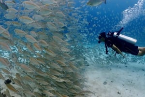 Phuket: Scopri le immersioni subacquee all'isola di Racha Yai