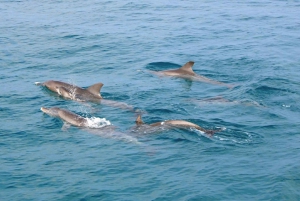 Phuket Dolphin Quest: Racha & Maiton Island Ekspedition